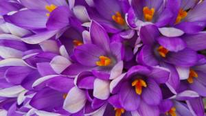 Christine LE GUYADEC - leguyadecc@gmail.com