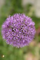 Chloé DUFLOT - PLAISIR PHOTO